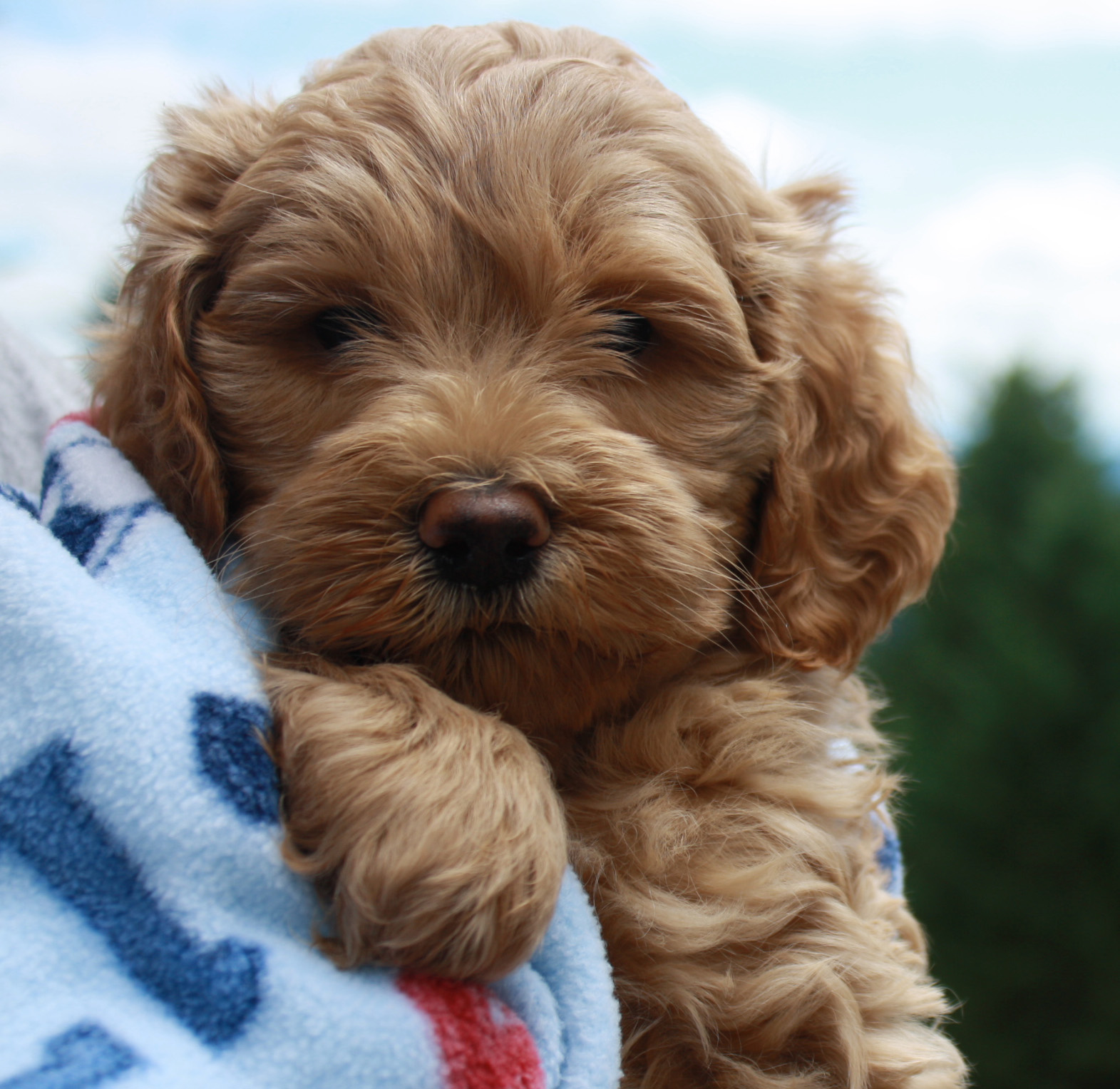 Puppies Available At Fernridge Labradoodles